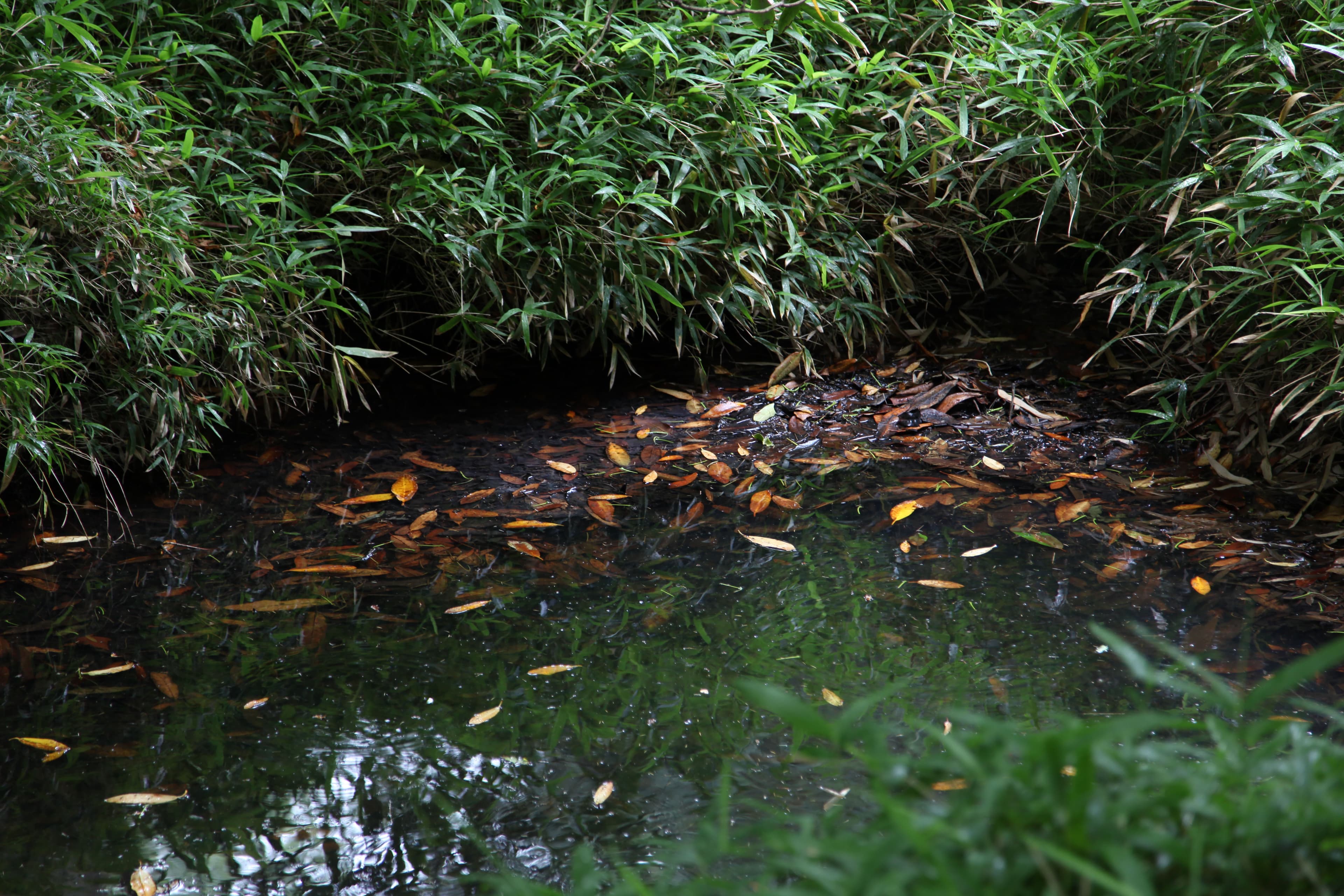 Les mares de nos bois
