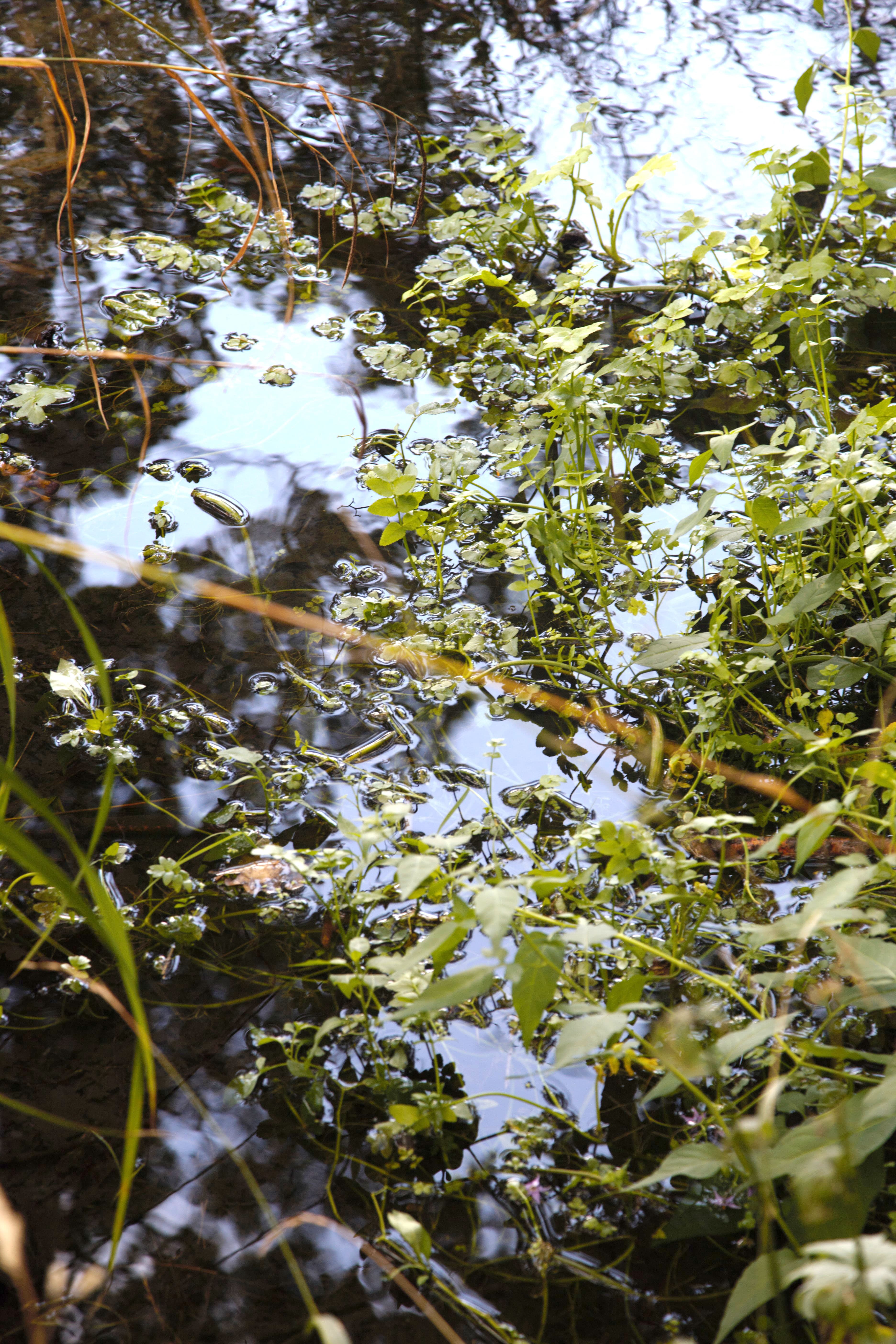 Les mares de nos bois