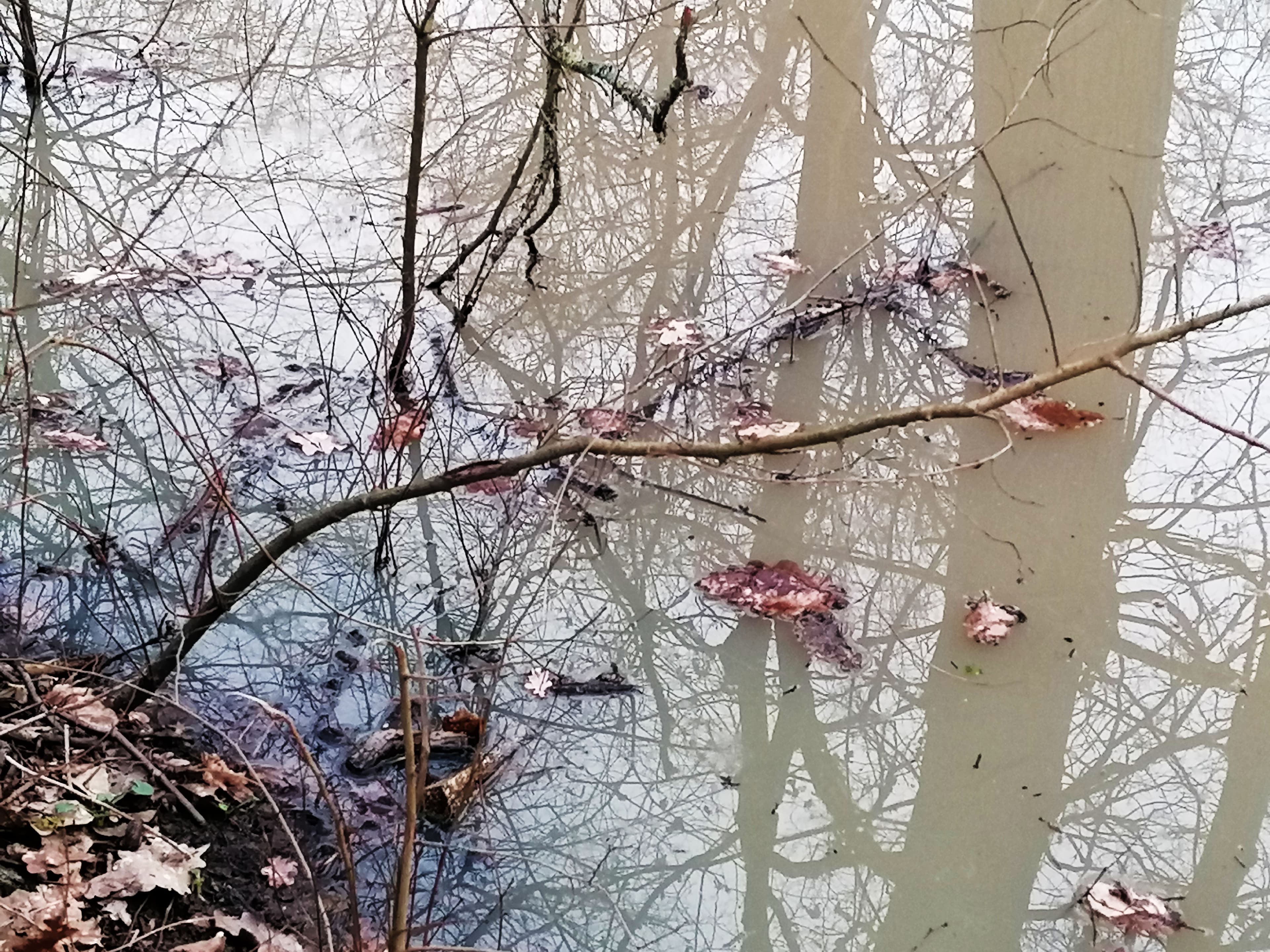 Les mares de nos bois