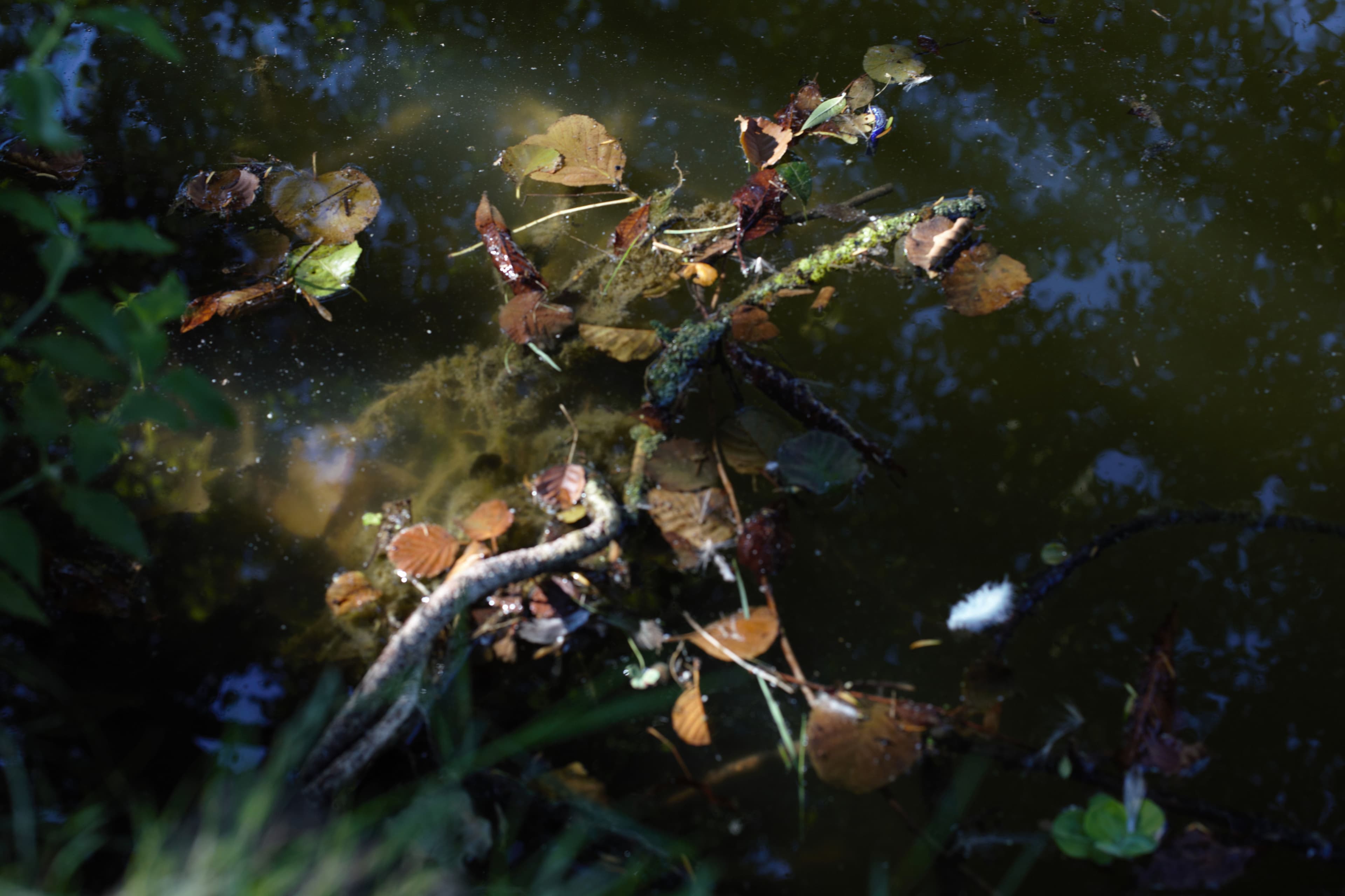 Les mares de nos bois