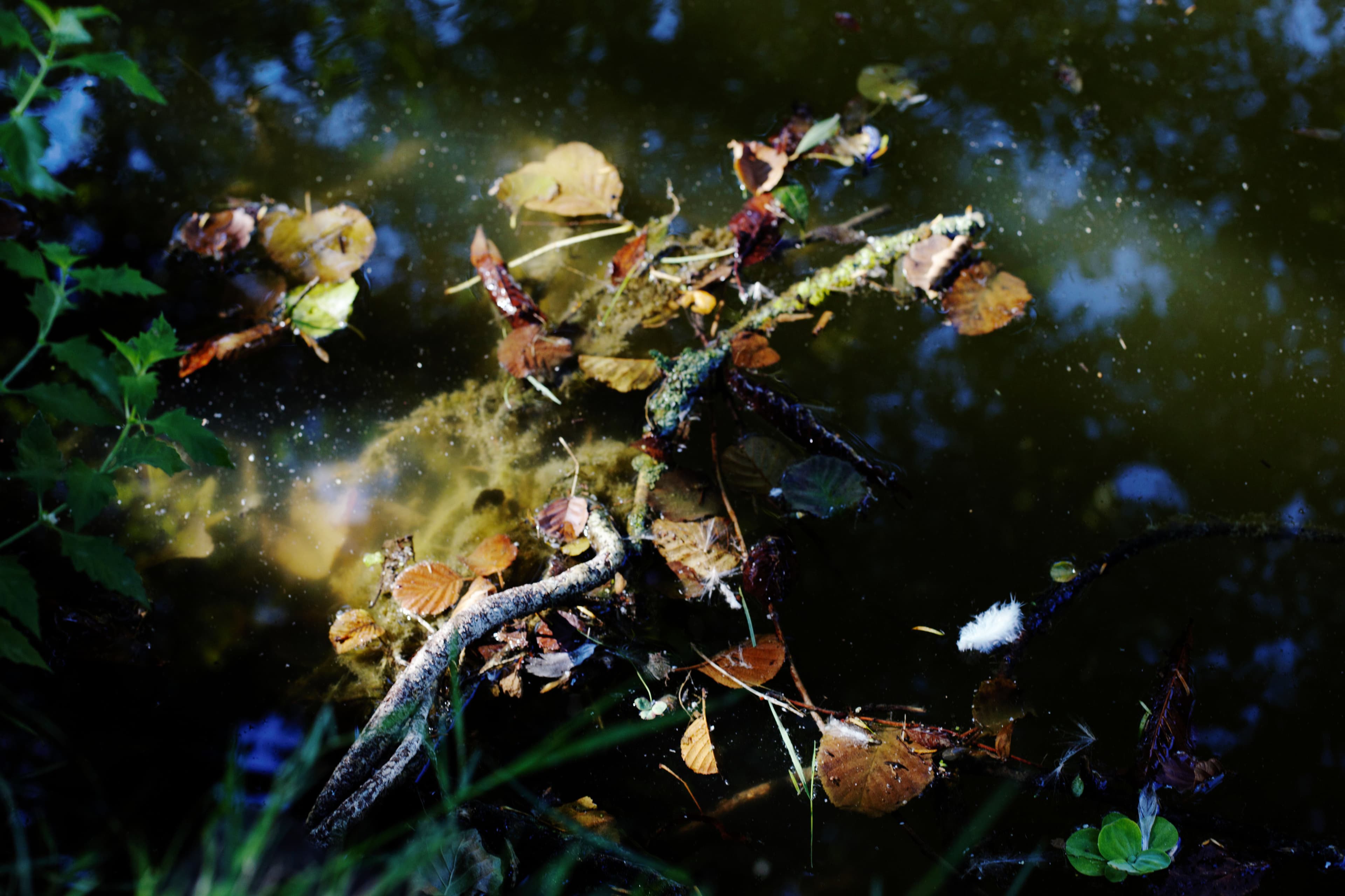 Les mares de nos bois