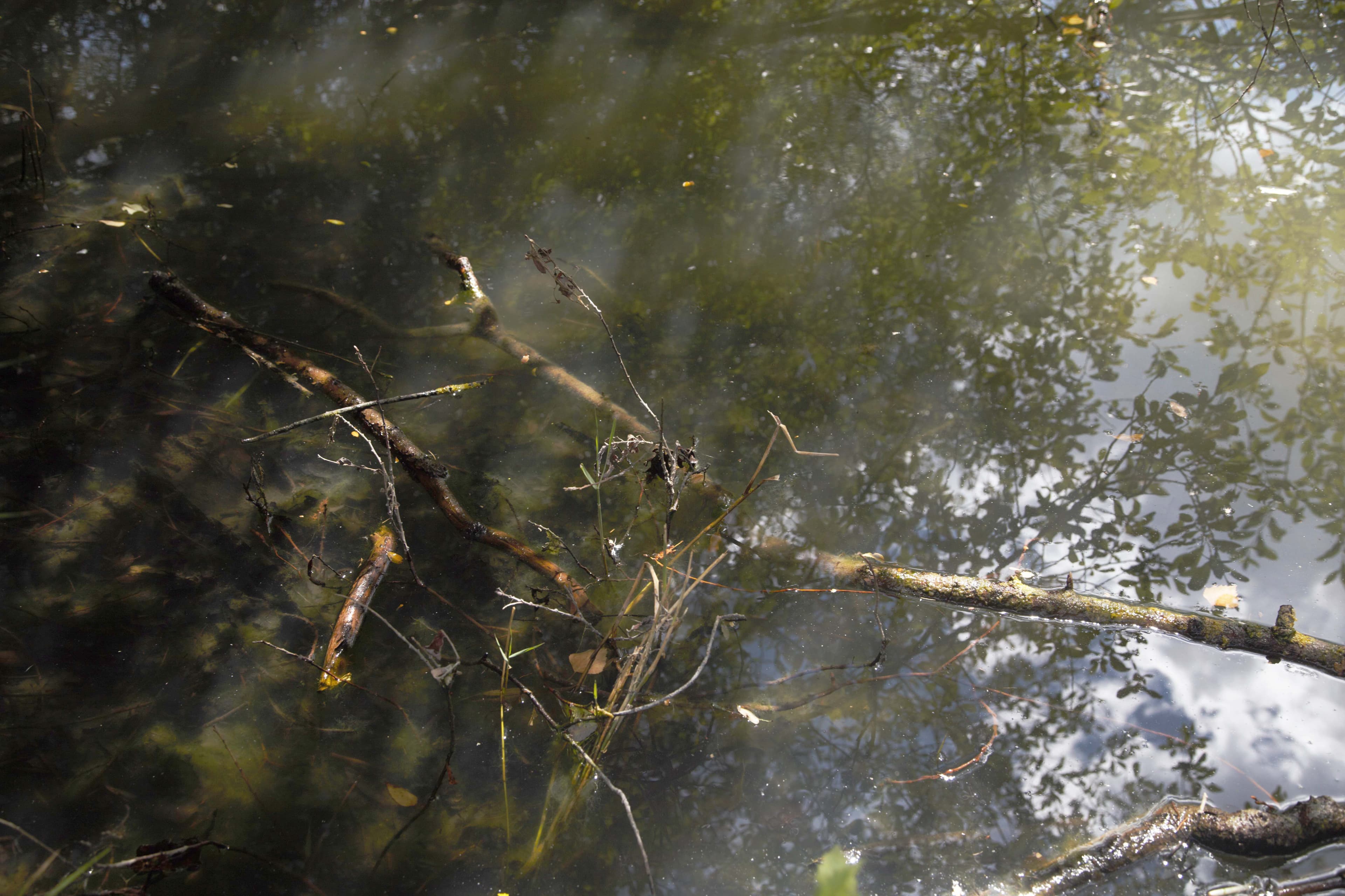 Les mares de nos bois