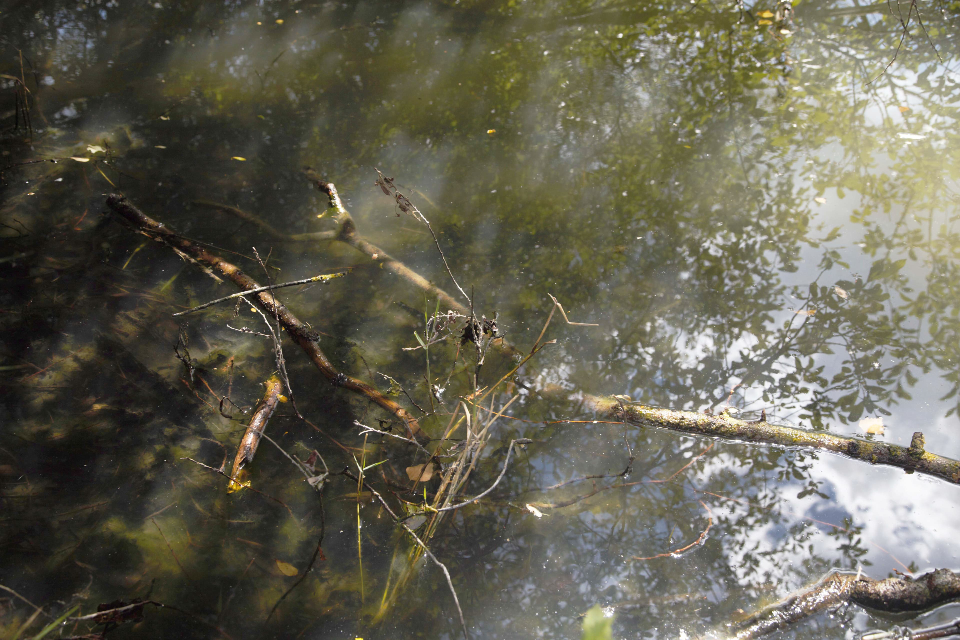 Les mares de nos bois