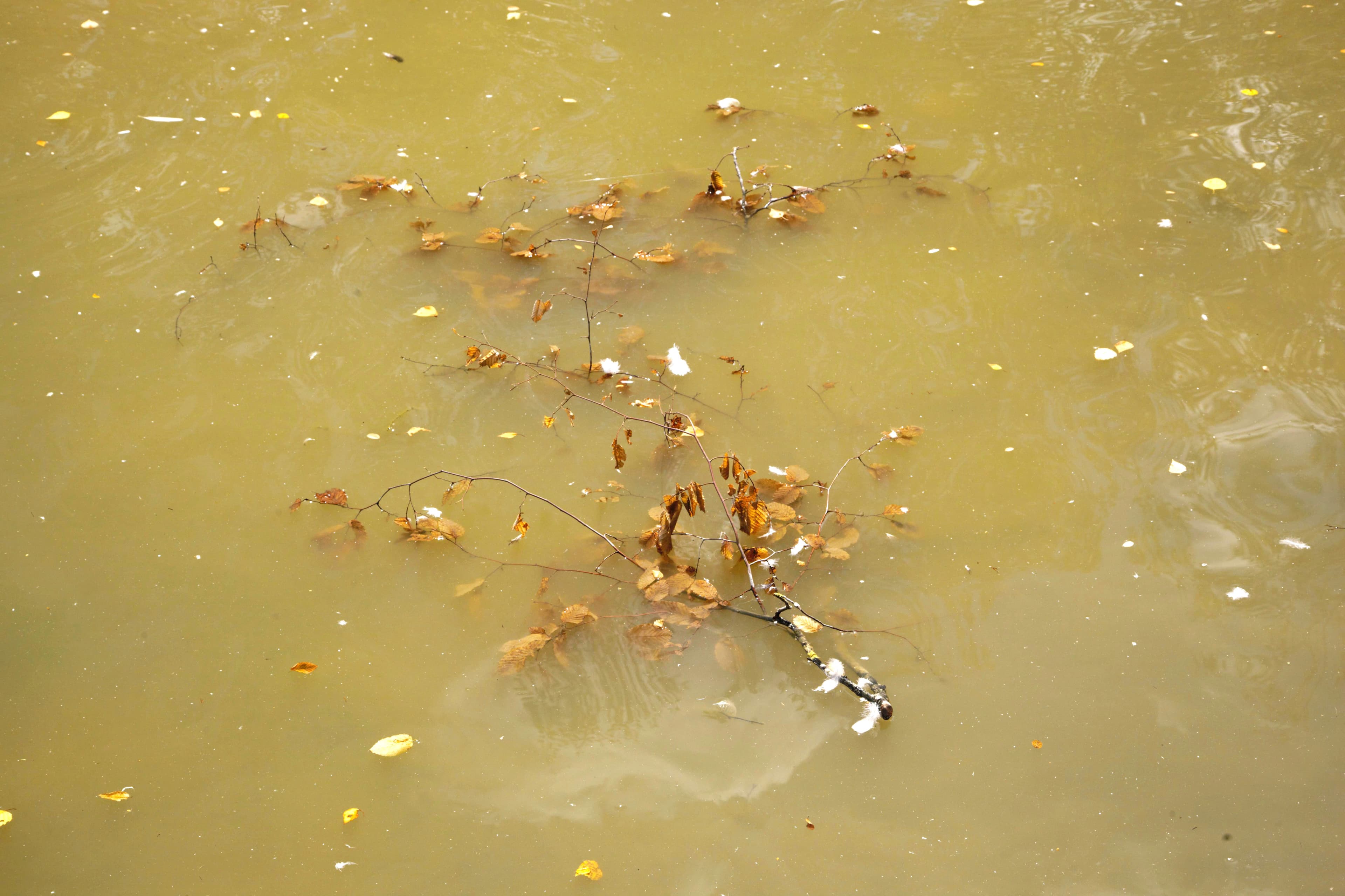 Les mares de nos bois
