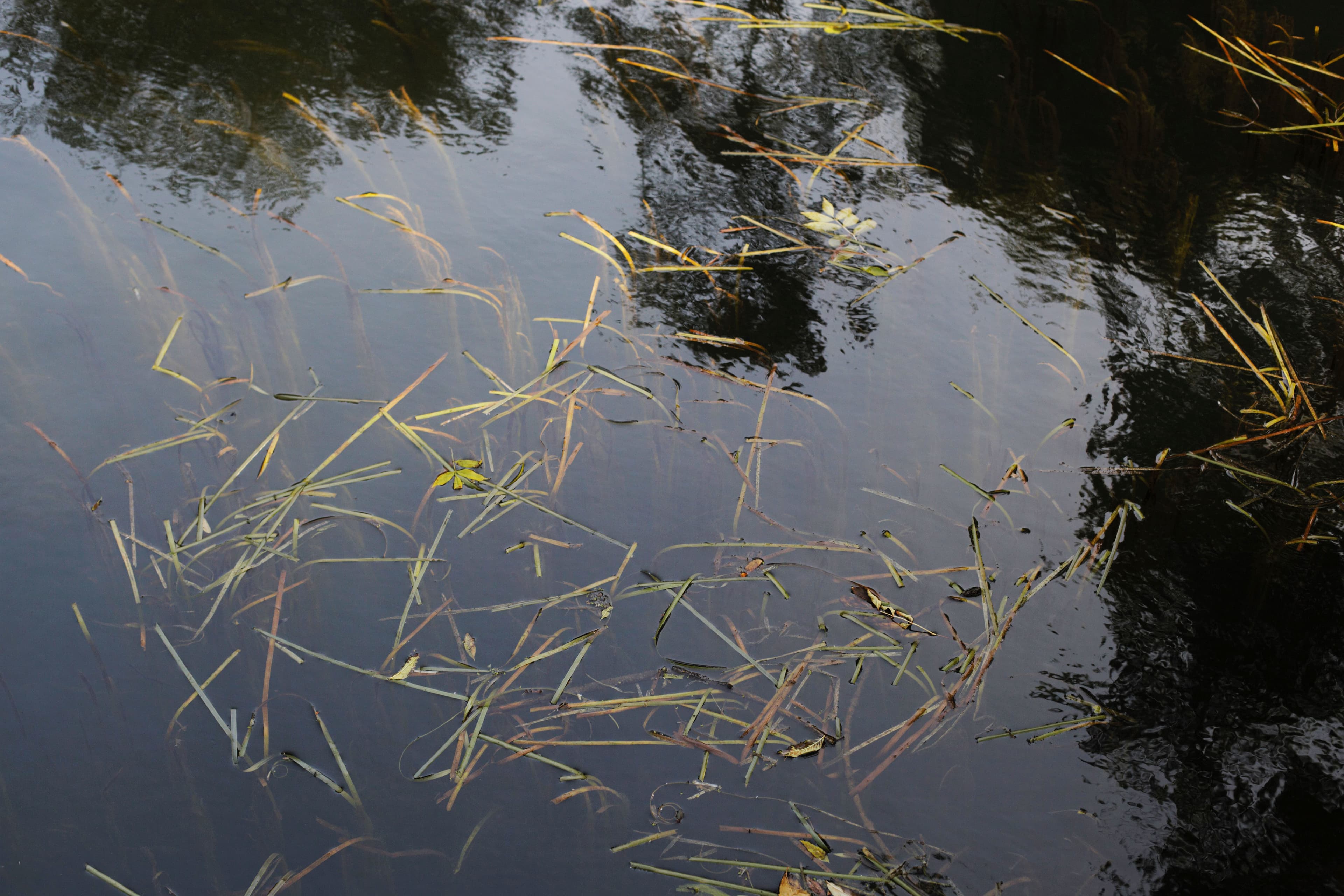 Les mares de nos bois