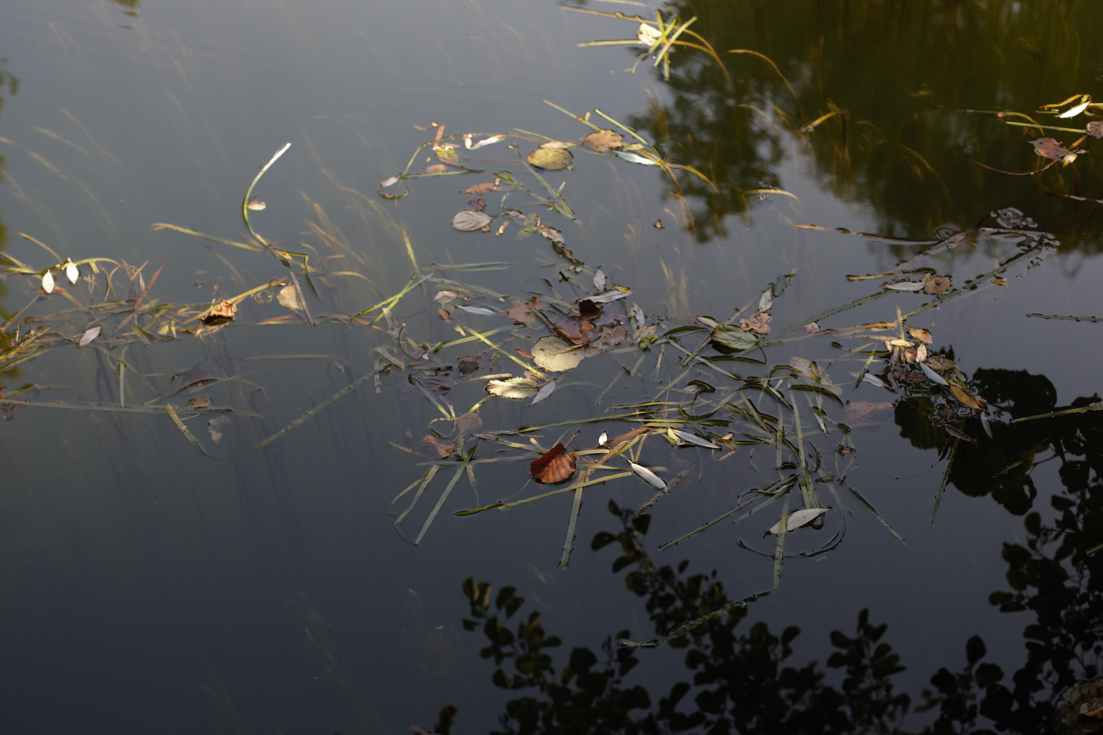 Les mares de nos bois