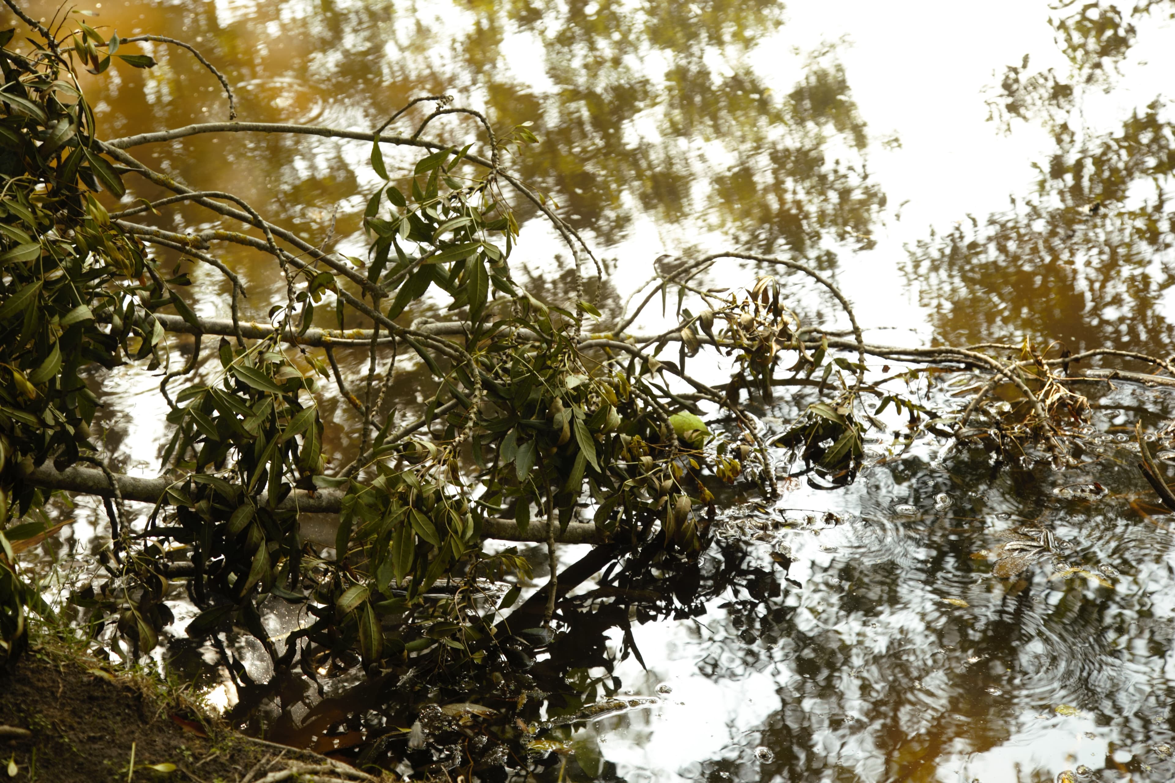 Les mares de nos bois