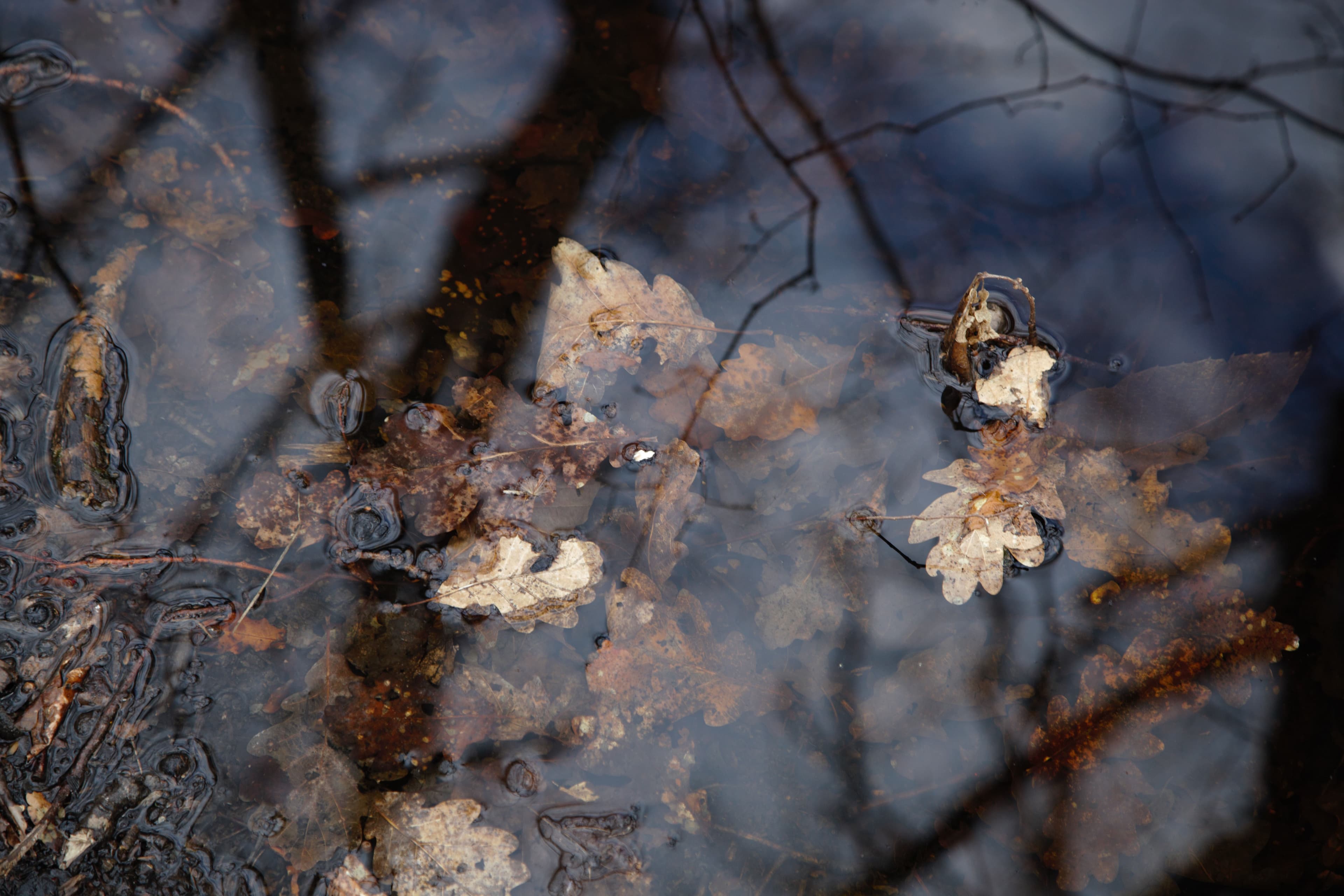 Les mares de nos bois
