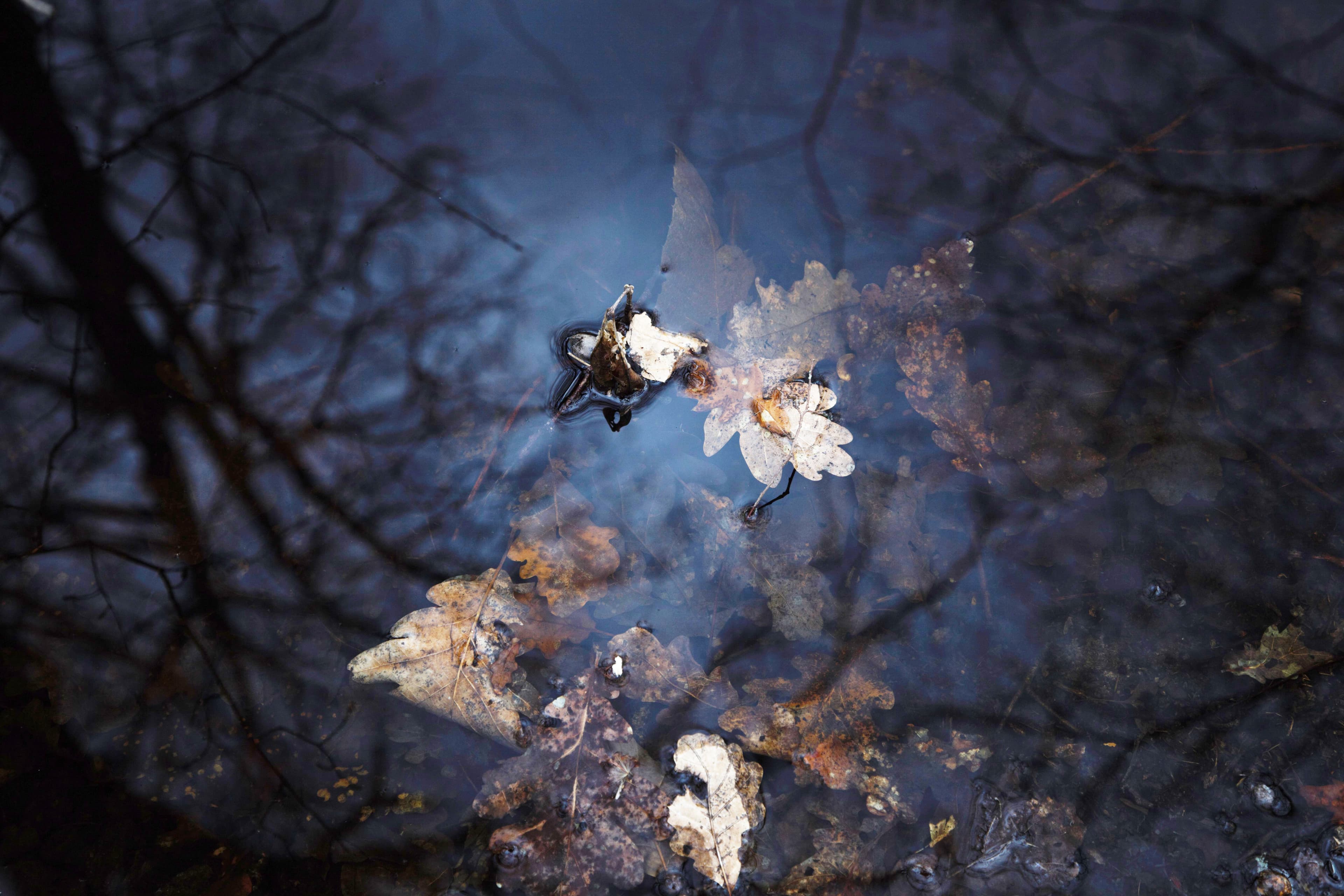 Les mares de nos bois