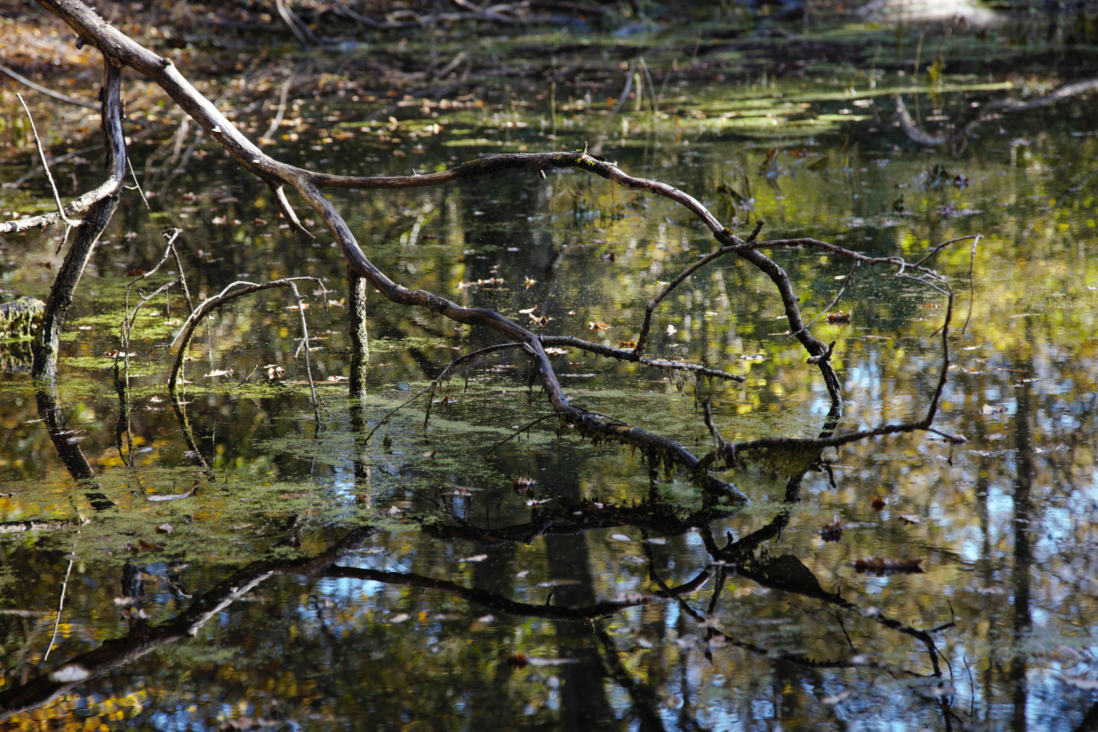 Les mares de nos bois