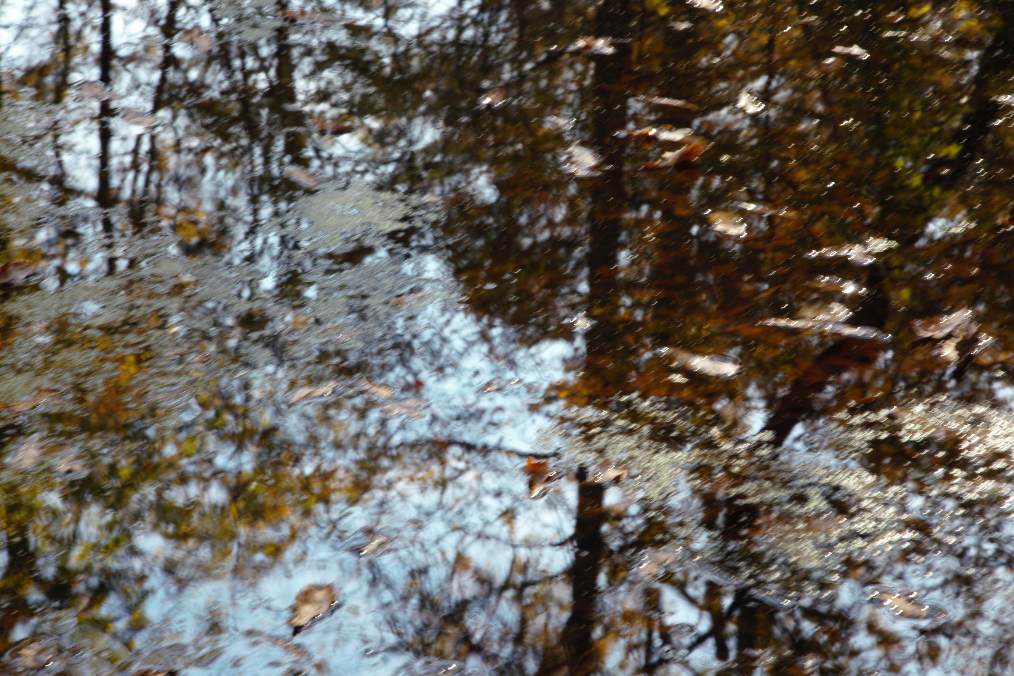 Les mares de nos bois