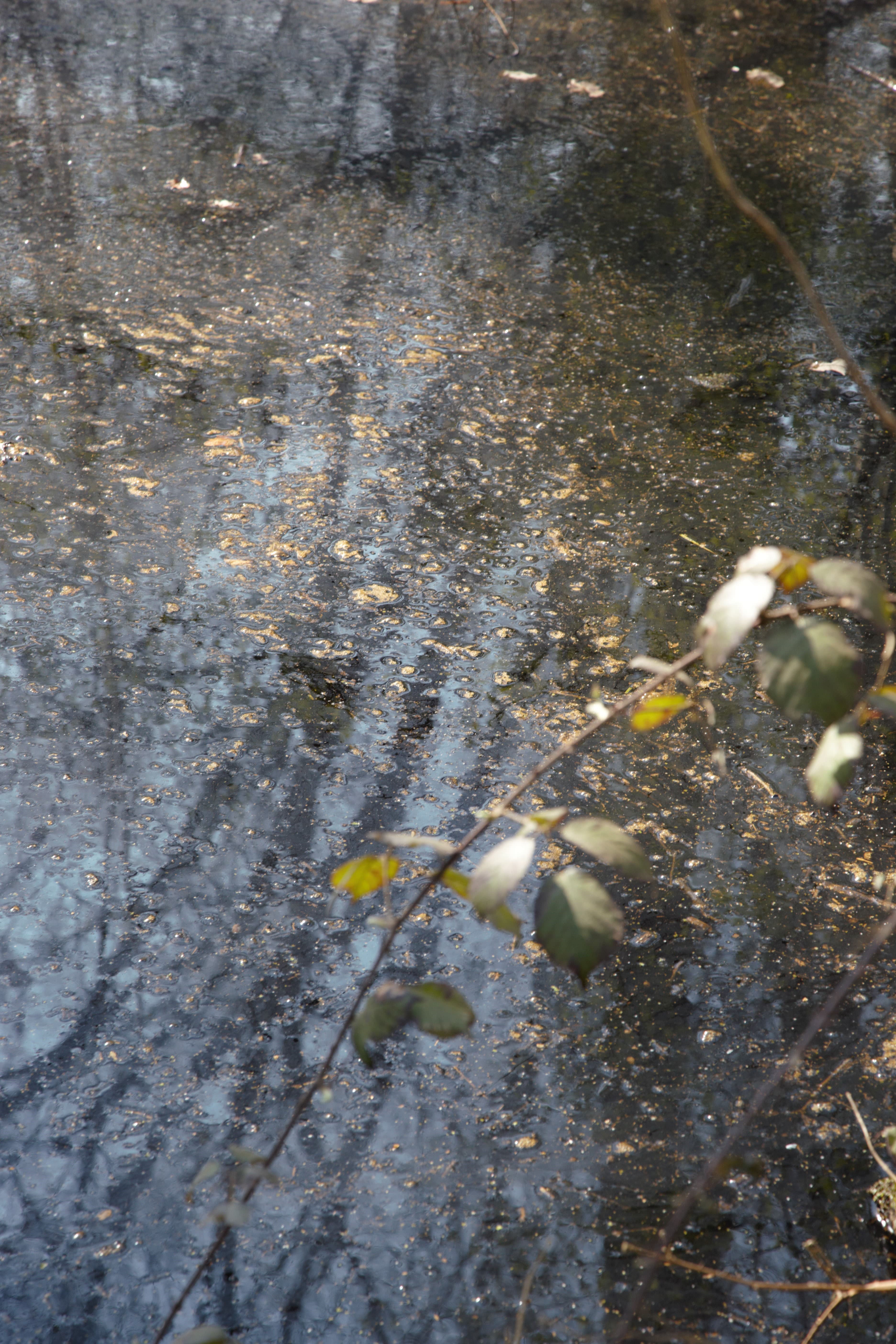 Les mares de nos bois