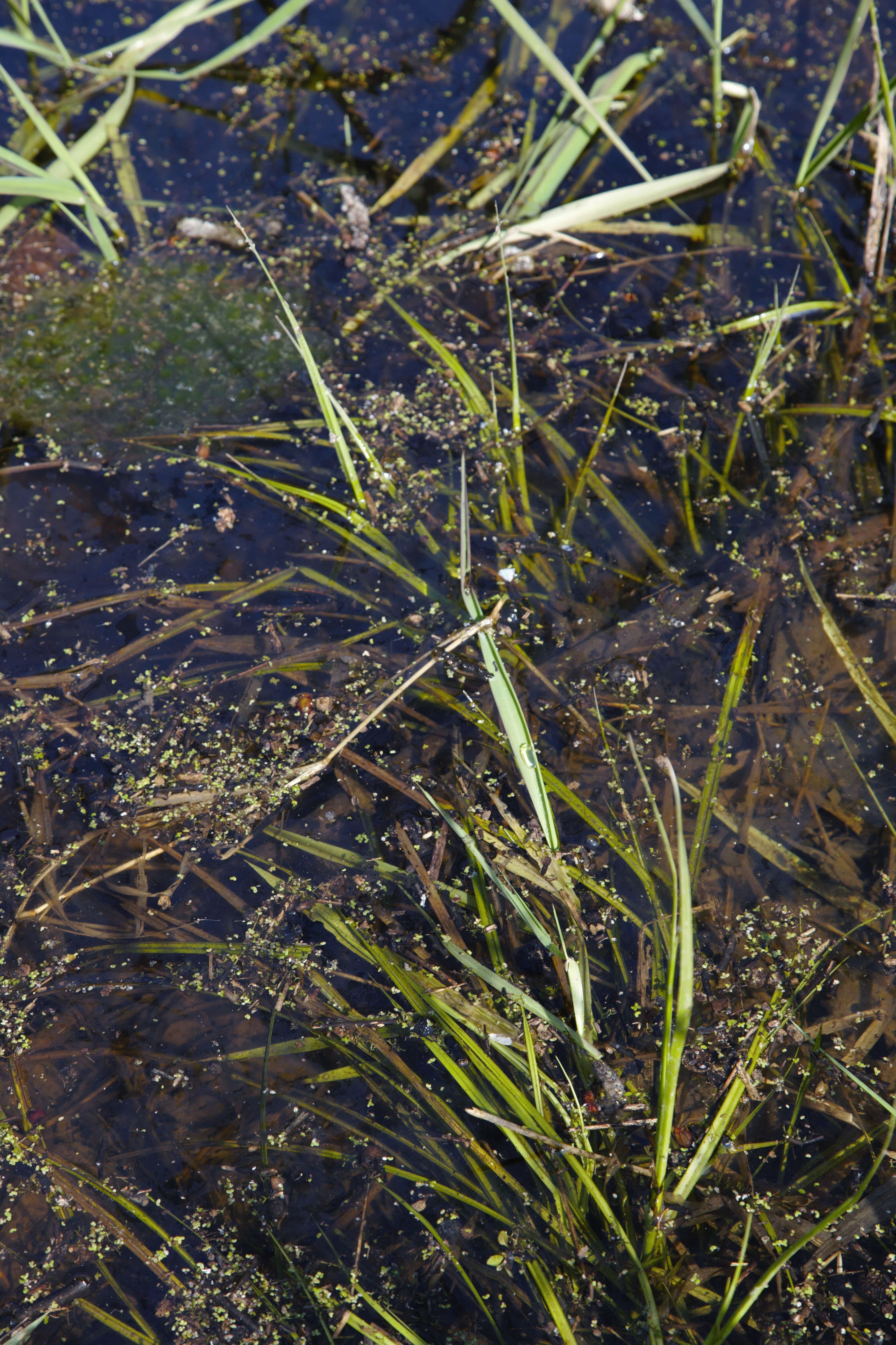 Les mares de nos bois