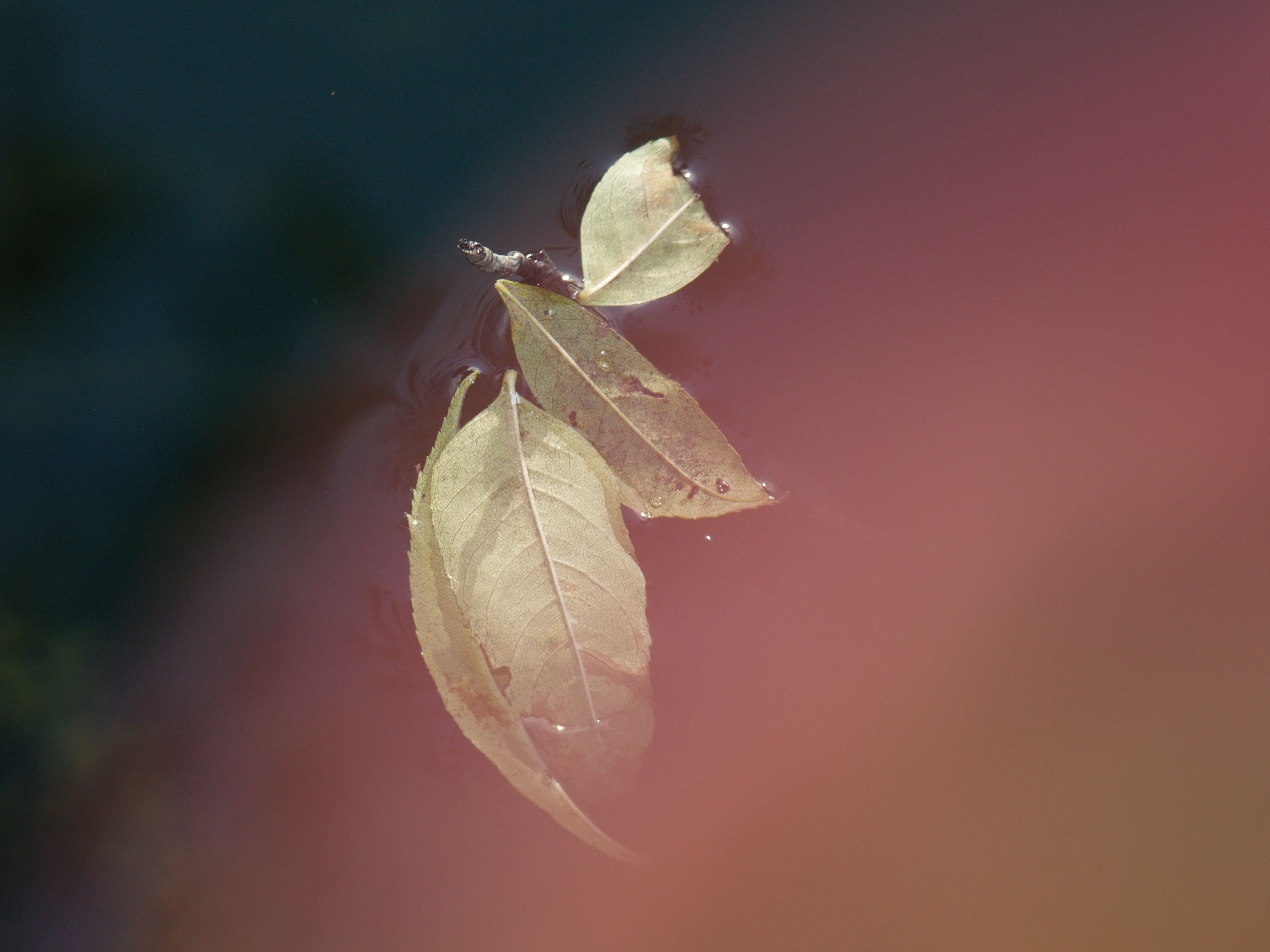 Présence invisible (2026)