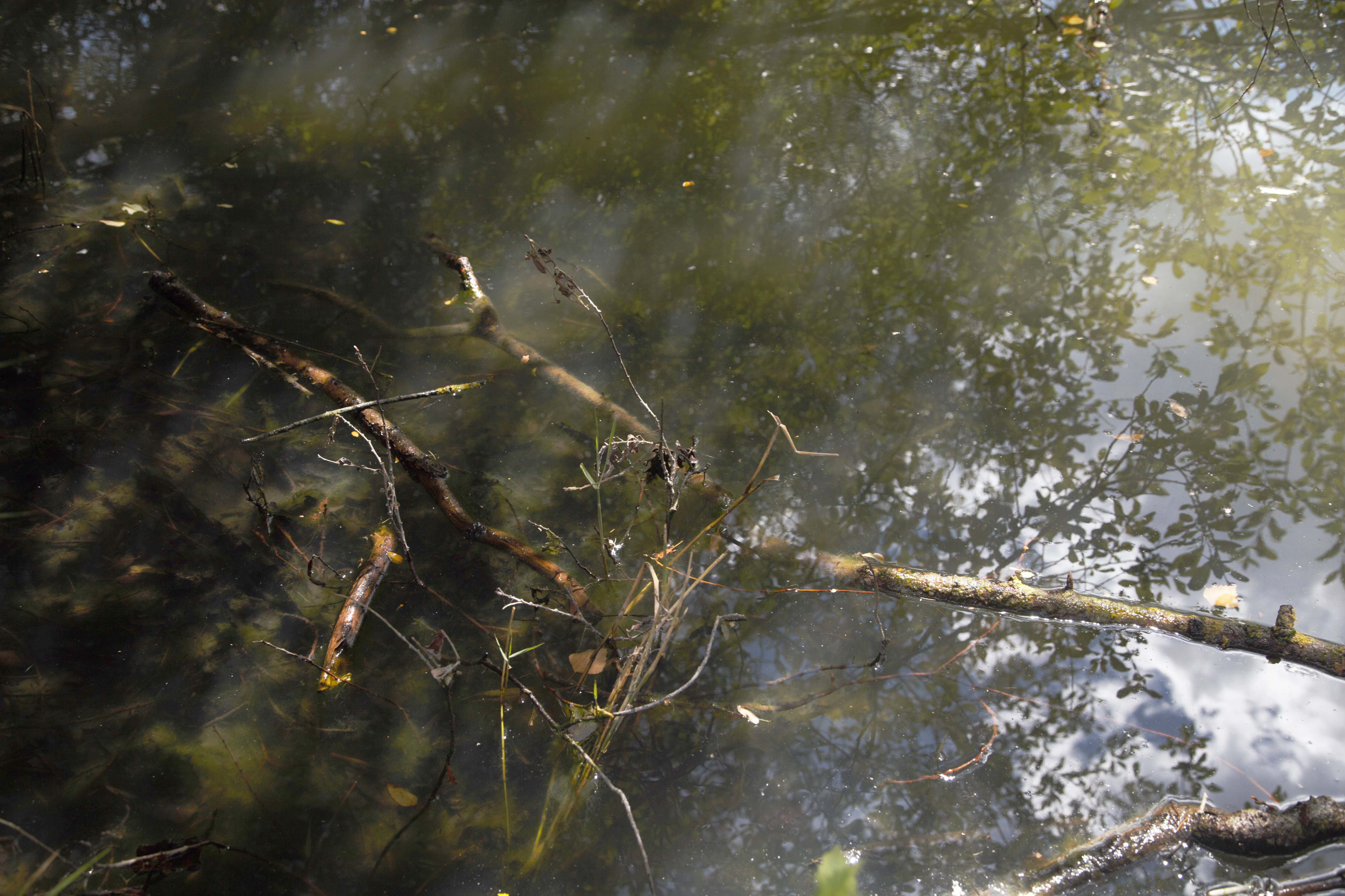 Les mares de nos bois